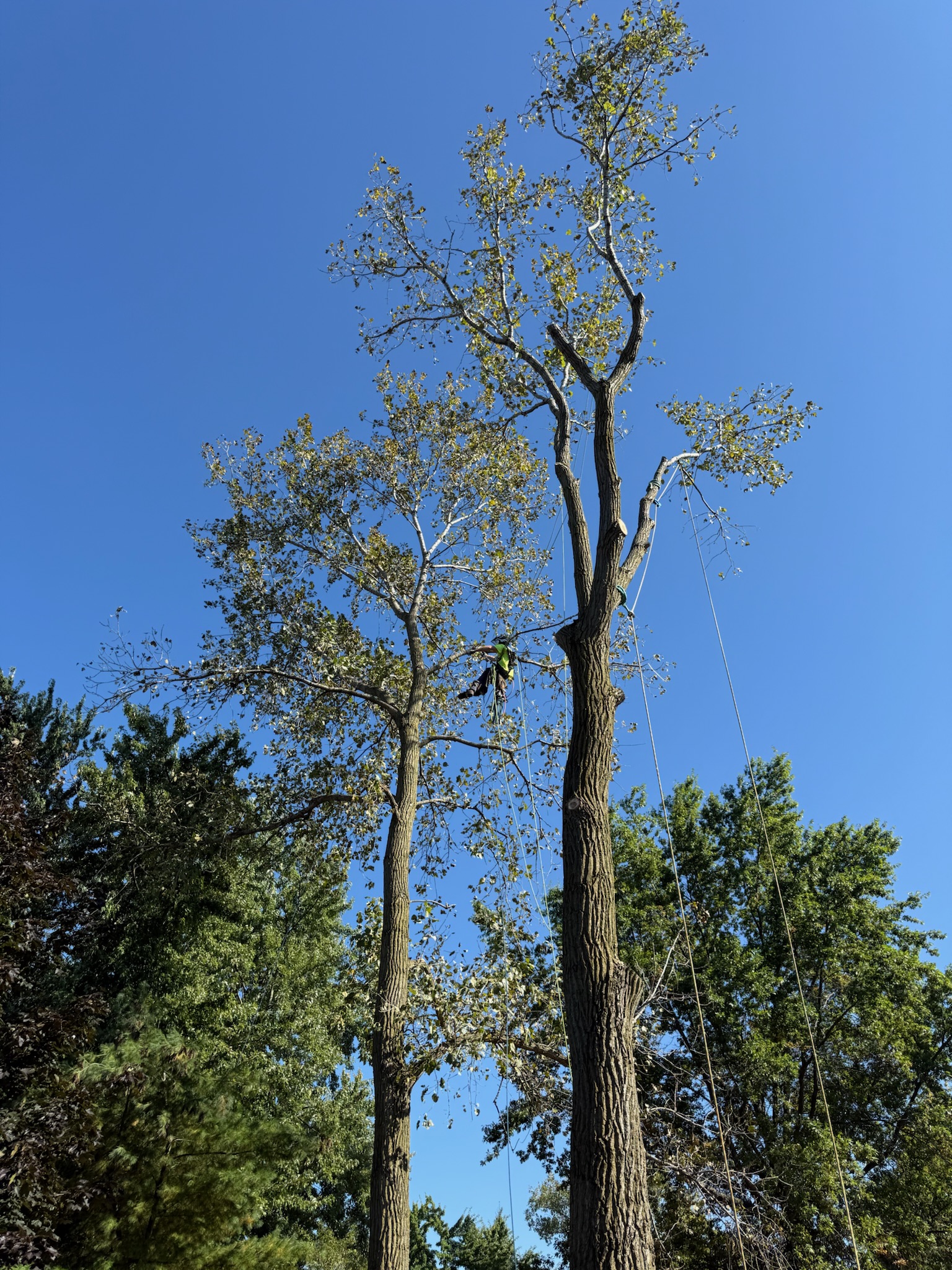 Tree service cleanup in Willoughby
